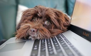 Les visioconférences comportent leur lot d'inattendus
