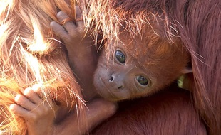 Un singe hurleur roux est né à Planète Sauvage en Loire-Atlantique