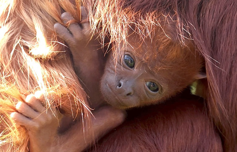 Loire Atlantique Naissance Rare D Un Singe Hurleur Roux Au Parc Planete Sauvage