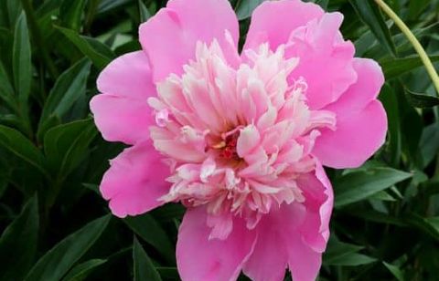 La pivoine méconnue qui défie les changements climatiques et qu’il faut planter maintenant