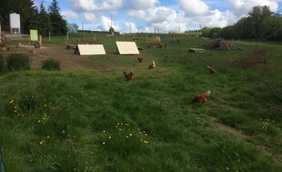 Les poules pondeuses peuvent sortir à l'extérieur, à leur guise.