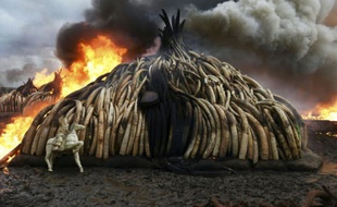 Des tonnes d'ivoire incinérées le 30 avril 2016 dans le parc national de Nairobi
