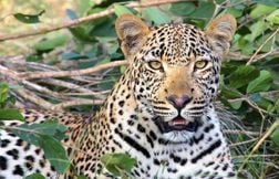 Un léopard blesse un enfant pendant un safari en Jeep en Inde