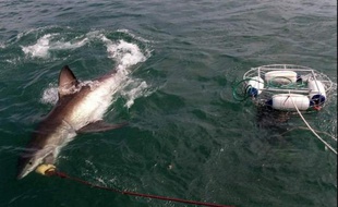 Les requins ont tué deux fois plus de nageurs et de surfeurs en 2011 dans le monde qu'en 2010, selon les dernières estimations de référence, un phénomène dont l'homme paraît responsable, en raison de l'essor du tourisme de masse et du réchauffement climatique.
