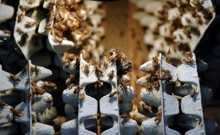 Et l'entomophagie, la consommation d'insectes par l'être humain, est "un marché qui a vocation à exploser".