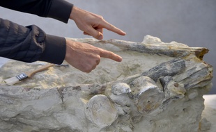 Le fossile a été présenté jeudi au muséum d'Angers