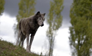 Les Français aiment les loups et réclament leur protection, selon un sondage Ifop paru mardi réalisé pour l'association One Voice et l'Association pour la protection des animaux sauvages.