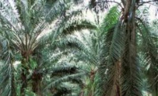 Une plantation de palmiers à huile en Thaïlande