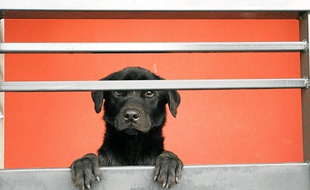 Le labrador sauvé il y a dix jours à Saint-Sébastien, où il vivait confiné sur un balcon, pesait 11 kg au lieu de 35.