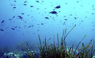 Les herbiers de Posidonies sont indispensables à la vie marine (photo d'illustration).