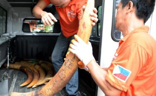 Les autorités philippines ont entamé vendredi la destruction de cinq tonnes de défenses d'éléphants lors d'une cérémonie officielle destinée à prouver la volonté du pays à se débarrasser de sa réputation de plaque tournante en Asie pour le trafic d'ivoire venu d'Afrique.