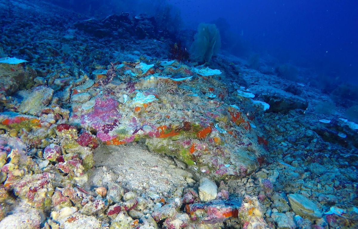 Réchauffement climatique : Le blanchissement mondial des coraux bat encore un très mauvais record
