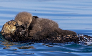Une loutre de mer et son bébé (illustration).