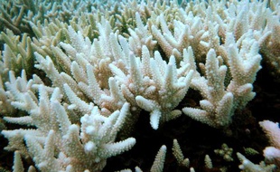 Une portion du corail de la Grande barrière australienne blanchie, le 23 avril 2009