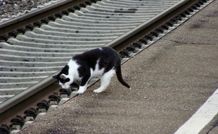 Un chat près des rails d'un chemin de fer (illustration).