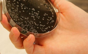 Une technicienne de laboratoire présente des particules de légionelle