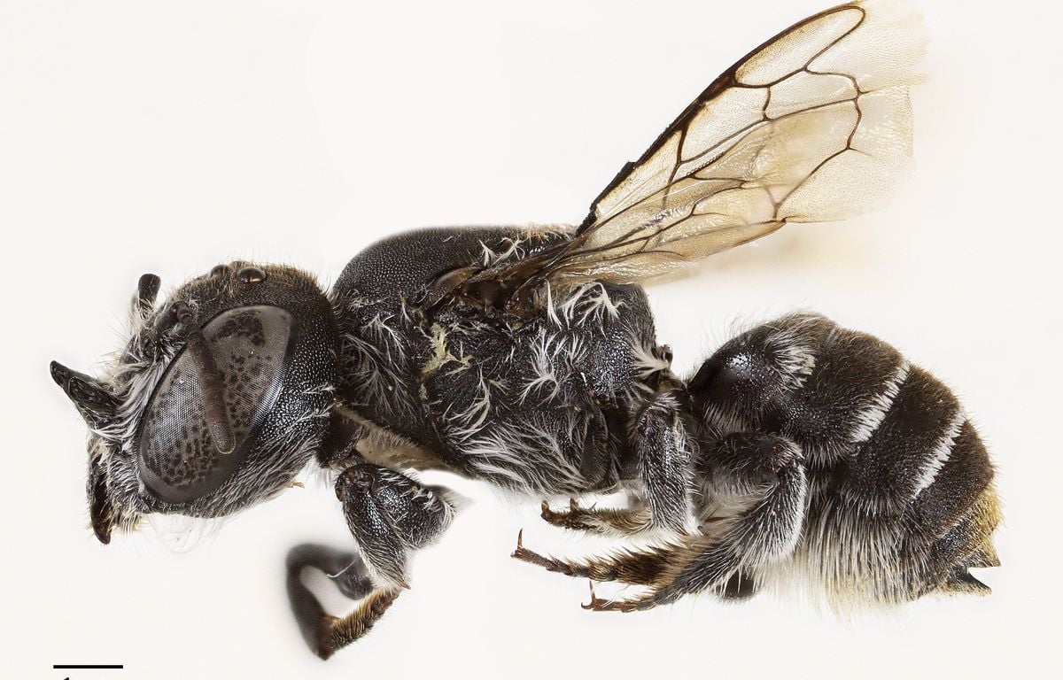 On vous dit tout sur l'abeille Lucifer, une nouvelle espèce dont la femelle porte des cornes