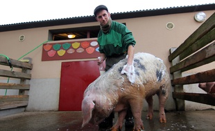 Aurélien, soigneur à l'Ecomusée de Rennes, douche Iroise, porc de Bayeux.