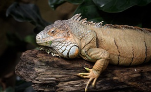 Près de 1.500 iguanes terrestres ont été réintroduits sur une île de l'archipel équatorien des Galapagos