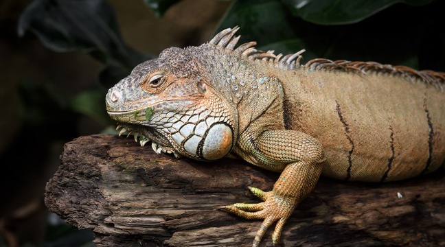 Des iguanes réintroduits sur une île des Galapagos où ils avaient disparu
