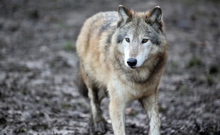 Nanouk, le loup mâle de la meute de Pairi Daiza.