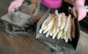 A cause de la météo, la production d'asperges a été perturbée. (Illustration)