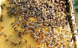Le recours aux abeilles, de plus en plus nombreuses en zone urbaine avec des ruches installées sur des toits d'opéras ou au pied des immeubles, est développé comme un moyen d'évaluation de la pollution, faisant d'elles de véritables sentinelles de l'environnement.