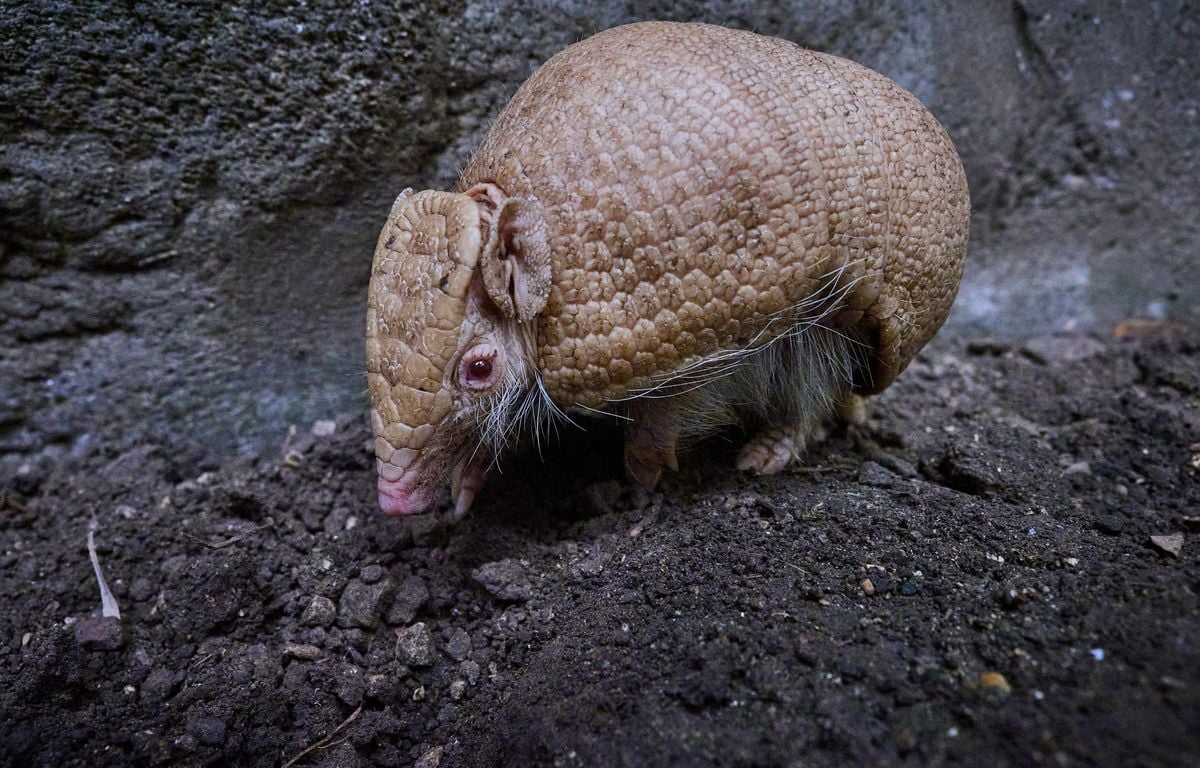 Animaux : Un tatou albinos voit le jour au zoo de Beauval, un cas extrêmement rare