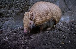 Un tatou albinos voit le jour au zoo de Beauval, un cas extrêmement rare