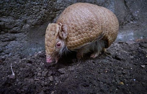 Un tatou albinos voit le jour au zoo de Beauval, un cas extrêmement rare