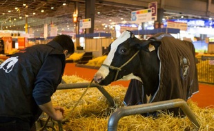 Arrivée d'une vache le 25 février 2016 au Salon de l'agriculture à Paris