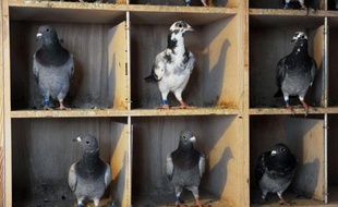 Le "sixième sens" qui permet aux pigeons voyageurs de s'orienter grâce au champ magnétique terrestre ne se situerait pas dans leur bec, comme on a pu le croire, selon une étude publiée en ligne mercredi par la revue britannique Nature qui relance le mystère.