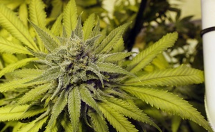 Illustration de cannabis