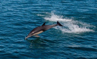 La gigantesque marée noire de BP dans le Golfe du Mexique en 2010 a provoqué des maladies chroniques chez les dauphins femelles exposées au pétrole, selon une étude