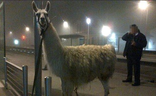 Après son petit trajet en tram, le lama a été attaché à un lampadaire, avant de pouvoir retrouver le cirque où il avait été volé.