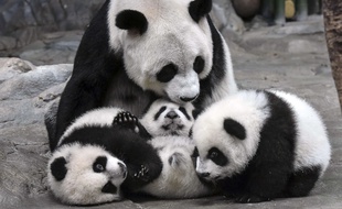 In this photo taken Wednesday Dec. 3, 2014, panda mother Ju Xiao plays with her triplet cubs in the Chimelong Wildlife Park in Guangzhou in south China's Guangdong province. The cubs, born on July 29, are the fourth panda triplets recorded in history and the only living triplets now in the world.(AP Photo) CHINA OUT /XHG801/311822932243/CHINA OUT, DEC. 3, 2014 PHOTO/1412140526