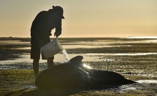Illustration: Un volontaire verse de l'eau sur une baleine-pilote échouée sur une plage à Farewell Spit, en Nouvelle-Zélande, le 11 février 2017.