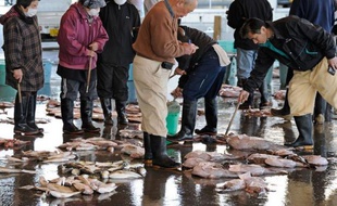 Les niveaux élevés de radioactivité des poissons pêchés au large de la centrale de Fukushima pourraient indiquer qu'elle continue de fuir 19 mois après la catastrophe nucléaire, selon l'étude d'un expert américain.