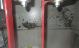 Un rat a provoqué une coupure de courant dans la centrale de Fukushima, le 20 mars 2013.