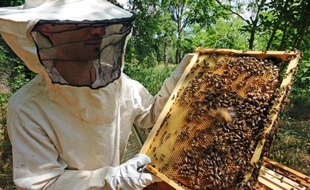 Un an après le lancement d'un plan de soutien à l'apiculture, la production française de miel a encore baissé en 2013, les professionnels accusant de nouveau certains pesticides mais aussi le mauvais temps.