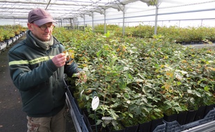 Olivier Forestier, directeur de la pépinière de l'ONF, observe des plants de chênes pubescents, une espèce qui sera de plus en plus à l'aise dans la moitié ouest de la France.