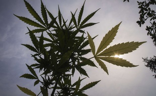 Illustration de plant de cannabis.