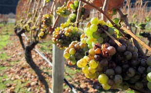 Nous sommes en 2050. Les amateurs de vin ne dédaignent pas s'offrir quelques caisses d'un cru de Suède. Un rêve scandinave? Peut-être pas, pour les experts en oenologie et climatologie, qui voient le changement climatique en cours redessiner la carte mondiale des vignobles.