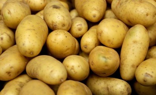 Des patates récoltées dans le nord de la France