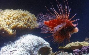 Une rascasse volante (Pterois volitans) nage dans l'aquarium du zoo de Vienne, le 16 octobre 2012