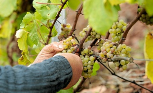 Les vignes/ illustration