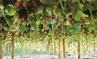 Des fraises poussent hors-sol au-dessus d'une ancienne décharge dans les Yvelines, dans un projet mené par les fermes de Gally.