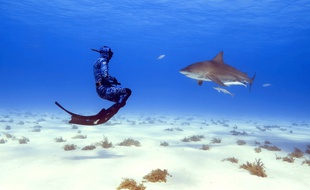 En apnée, les aventuriers de Lords of the Ocean ont pu approcher au plus près des requins.