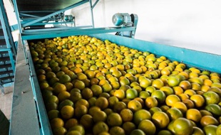 Lavage et cirage des oranges à Rio Real, à 200 km au nord de Salvador de Bahia, au Brésil, le 18 février 2014
