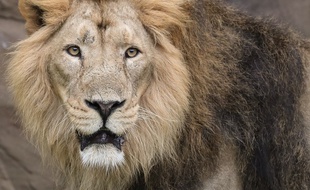 Un lion a tué une Américain de 22 ans, dimanche 30 décembre au parc zoologique de Burlington, en Caroline du Nord.